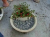 samanplantningh1d5w272
